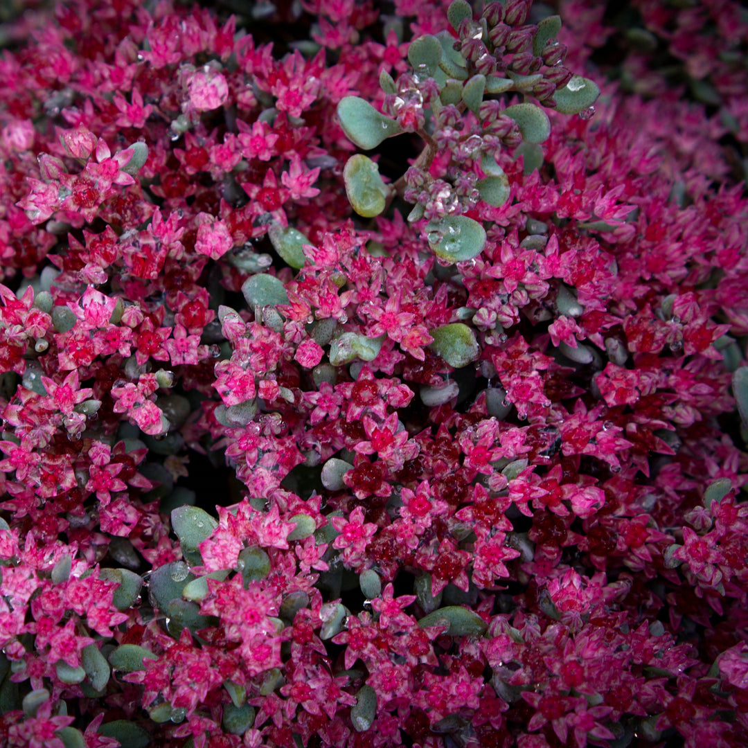 Sedum spurium 'Setz0001' ~ Monrovia® Spot On™ Deep Rose Stonecrop-ServeScape