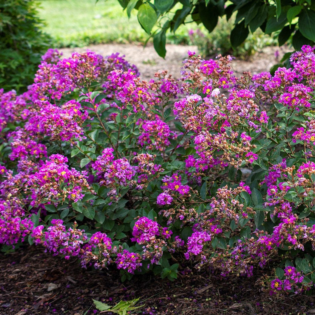 Lagerstroemia indica 'Congrabel' ~ Monrovia® Bellini® Grape Crape Myrtle-ServeScape