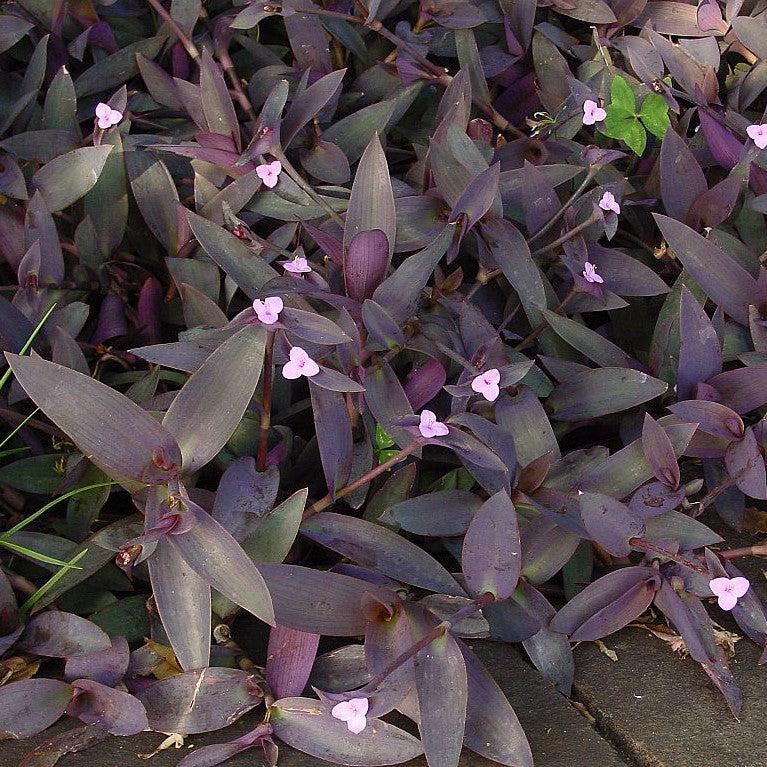 Setcreasea pallida ~ Monrovia® Purple Heart-ServeScape