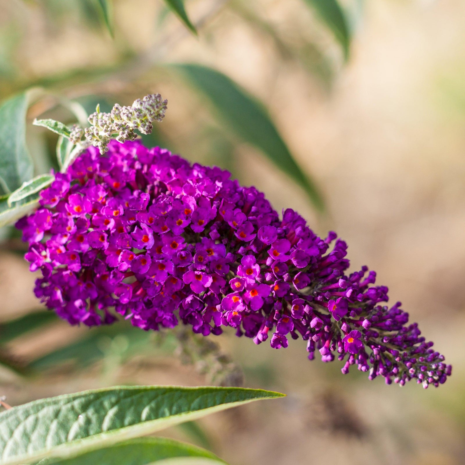 Buddleia davidii 'Summer Bird Magenta' ~ Monrovia® Summer Bird® Magenta Butterfly Bush-ServeScape
