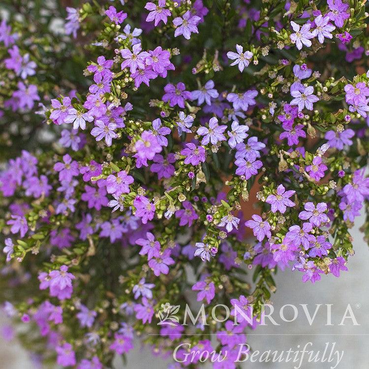 Cuphea hyssopifolia ~ Monrovia® Mexican Heather, False Heather-ServeScape
