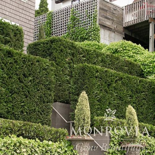 Cupressocyparis leylandii ~ Monrovia® Leyland Cypress-ServeScape