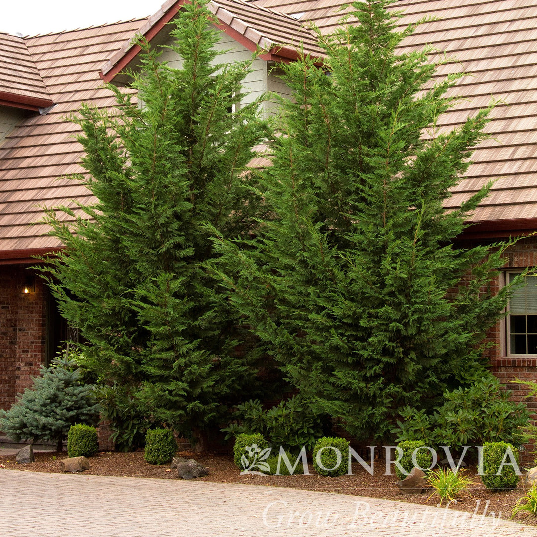 Cupressus x leylandii 'Moncal’ ~ Monrovia® Emerald Isle® Leyland Cypress-ServeScape