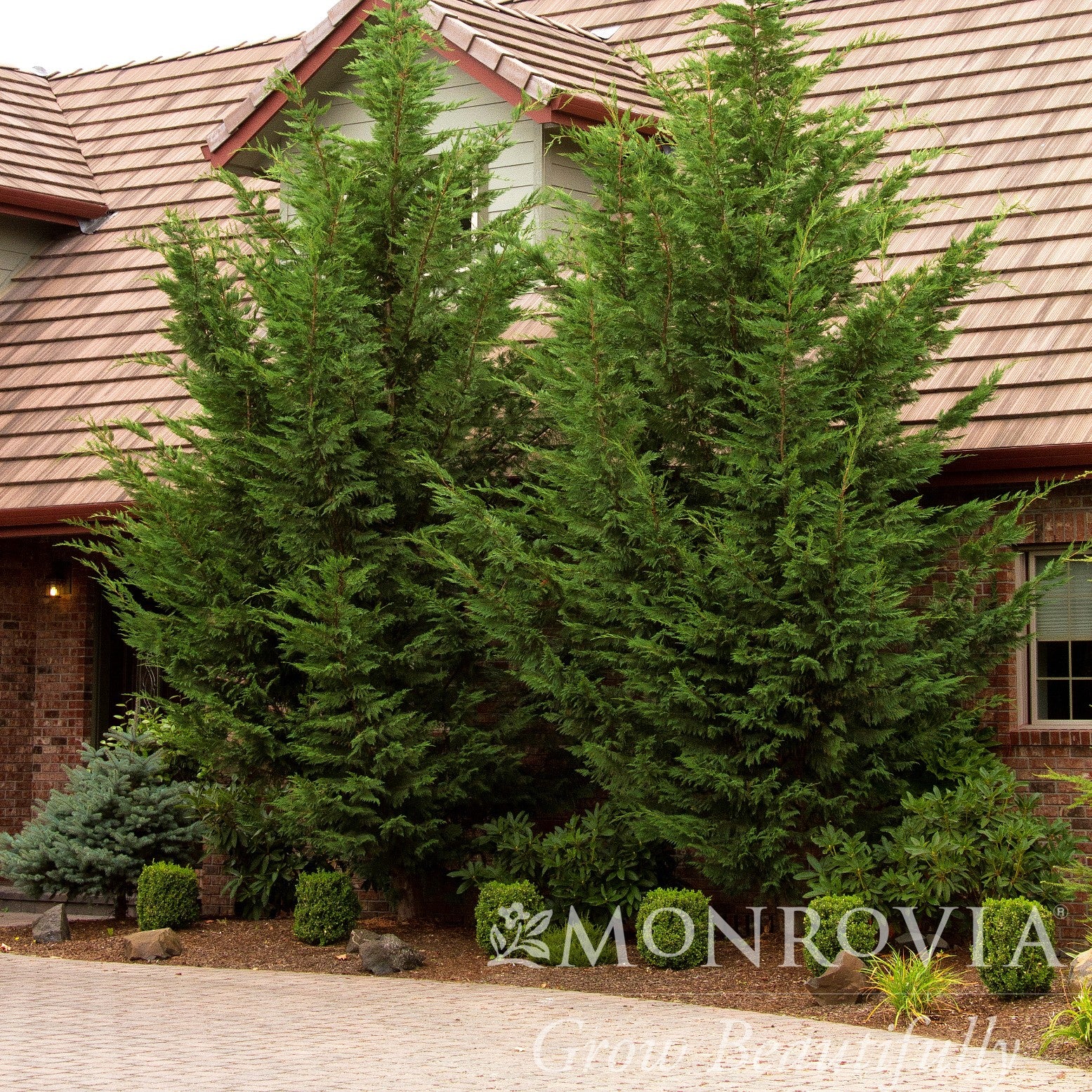 Cupressus x leylandii 'Moncal’ ~ Monrovia® Emerald Isle® Leyland Cypress-ServeScape