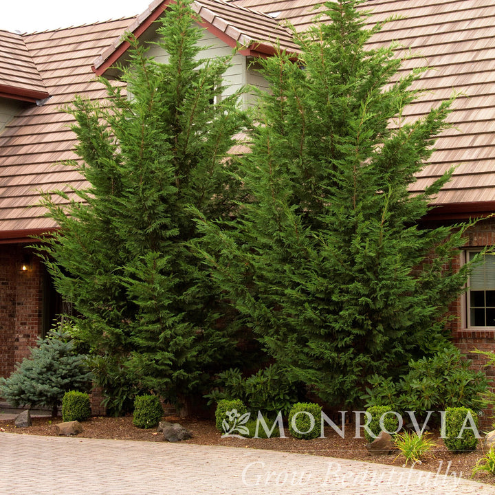 Cupressus x leylandii 'Moncal’ ~ Monrovia® Emerald Isle® Leyland Cypress-ServeScape