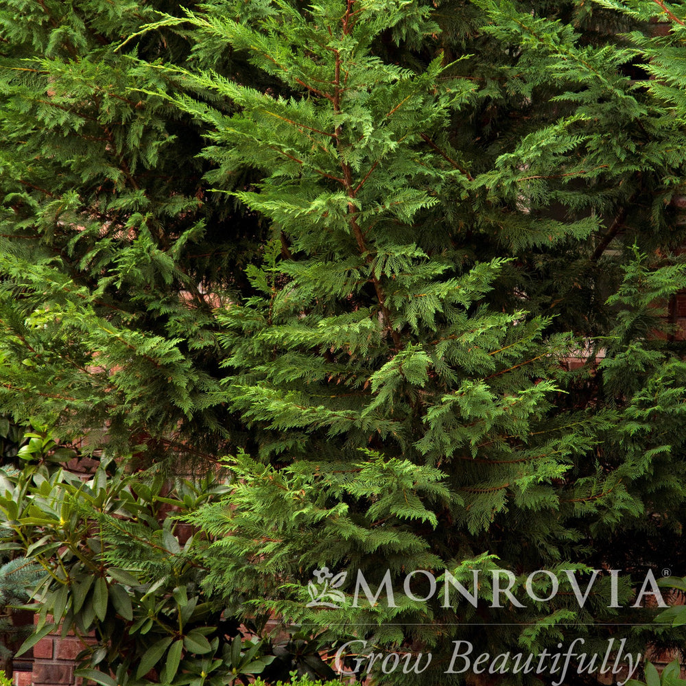Cupressus x leylandii 'Moncal’ ~ Monrovia® Emerald Isle® Leyland Cypress-ServeScape