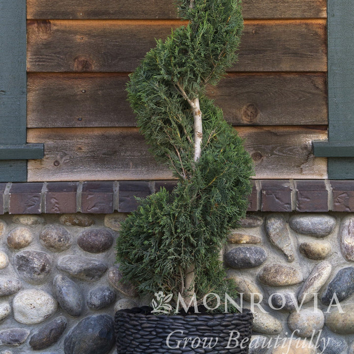 Cupressus x leylandii 'Moncal’ ~ Monrovia® Emerald Isle® Leyland Cypress-ServeScape