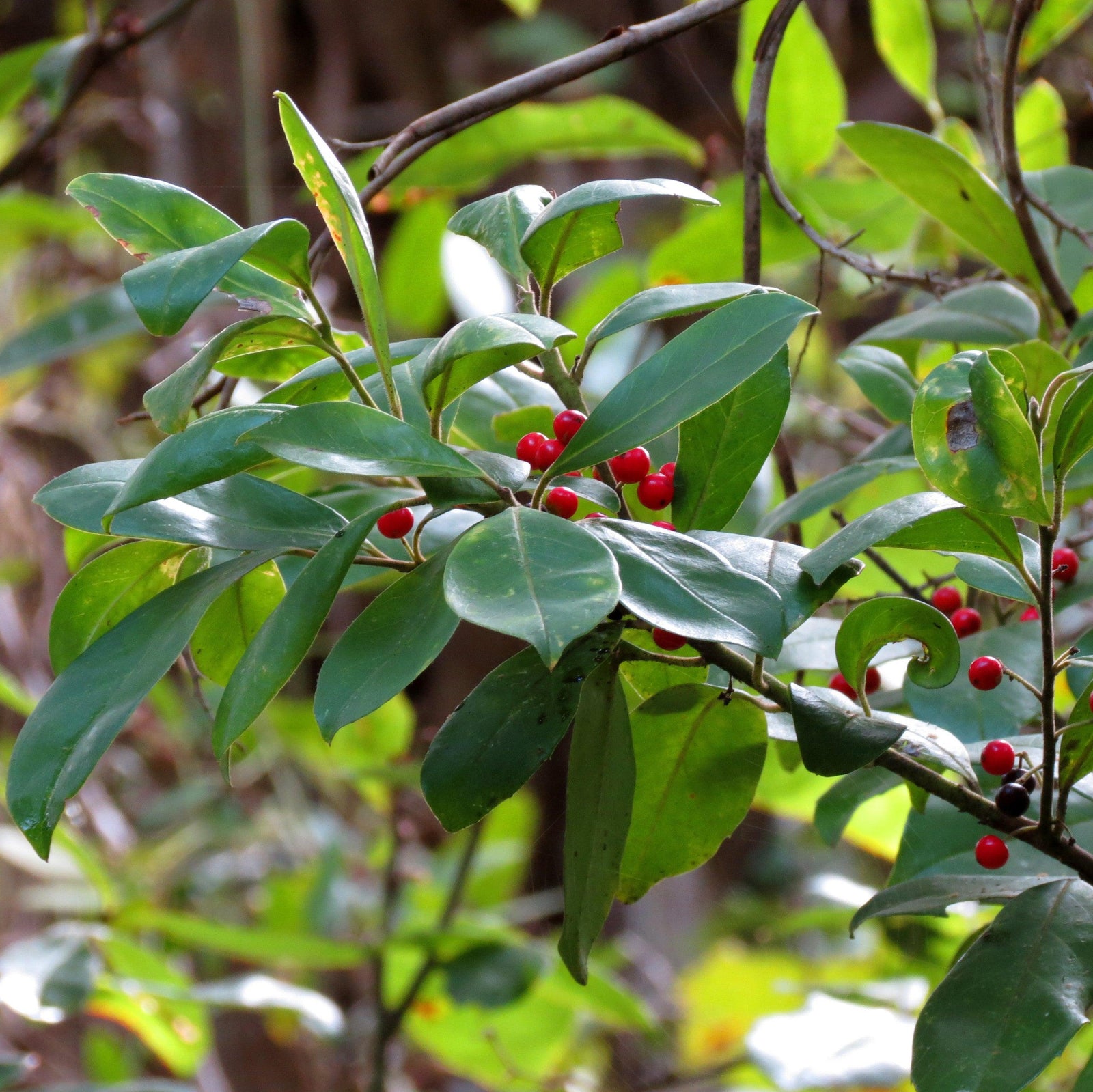 Ilex cassine ~ Dahoon Holly-ServeScape