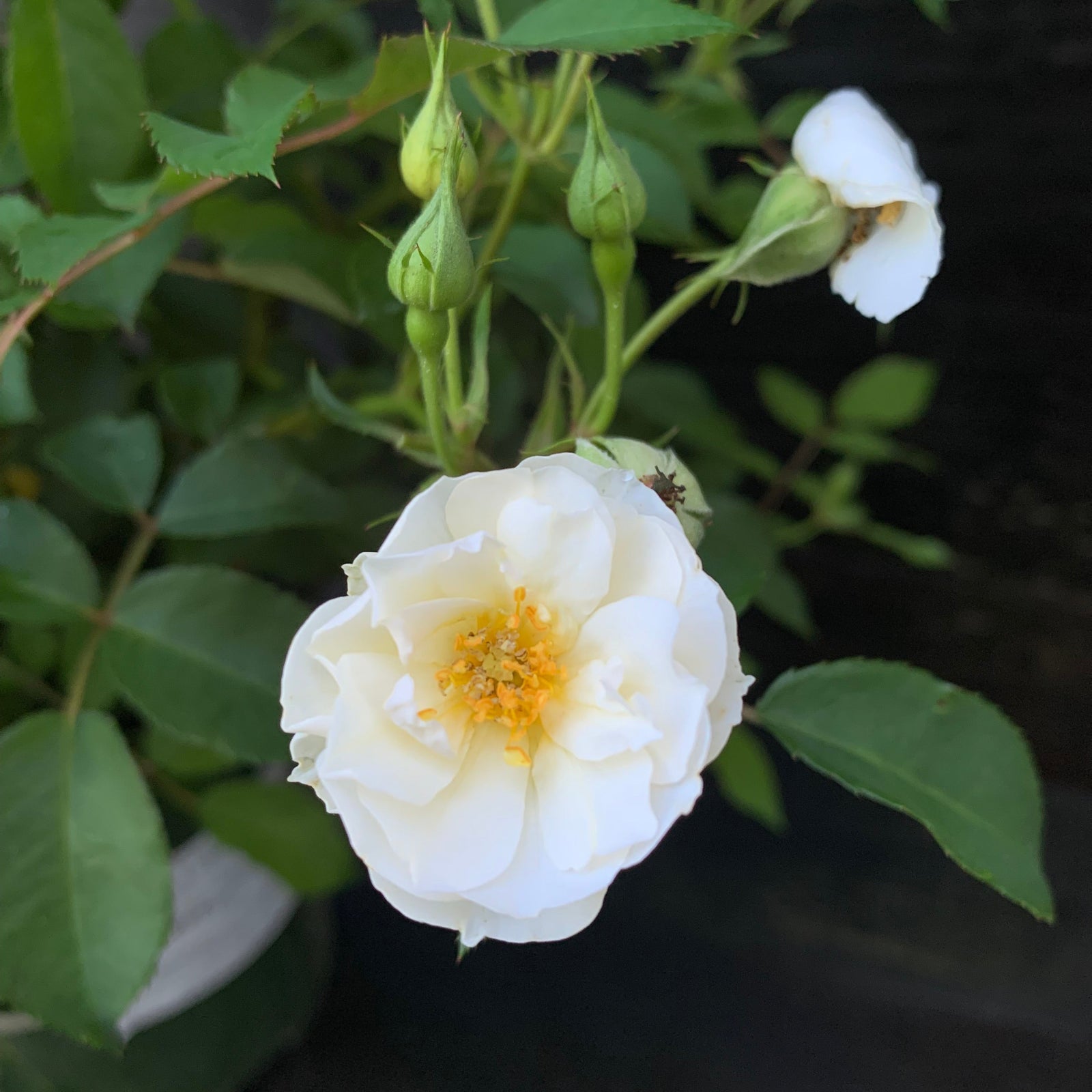 Rosa 'BOKRARUISP' PPAF ~ Monrovia® Nitty Gritty™ White Rose-ServeScape