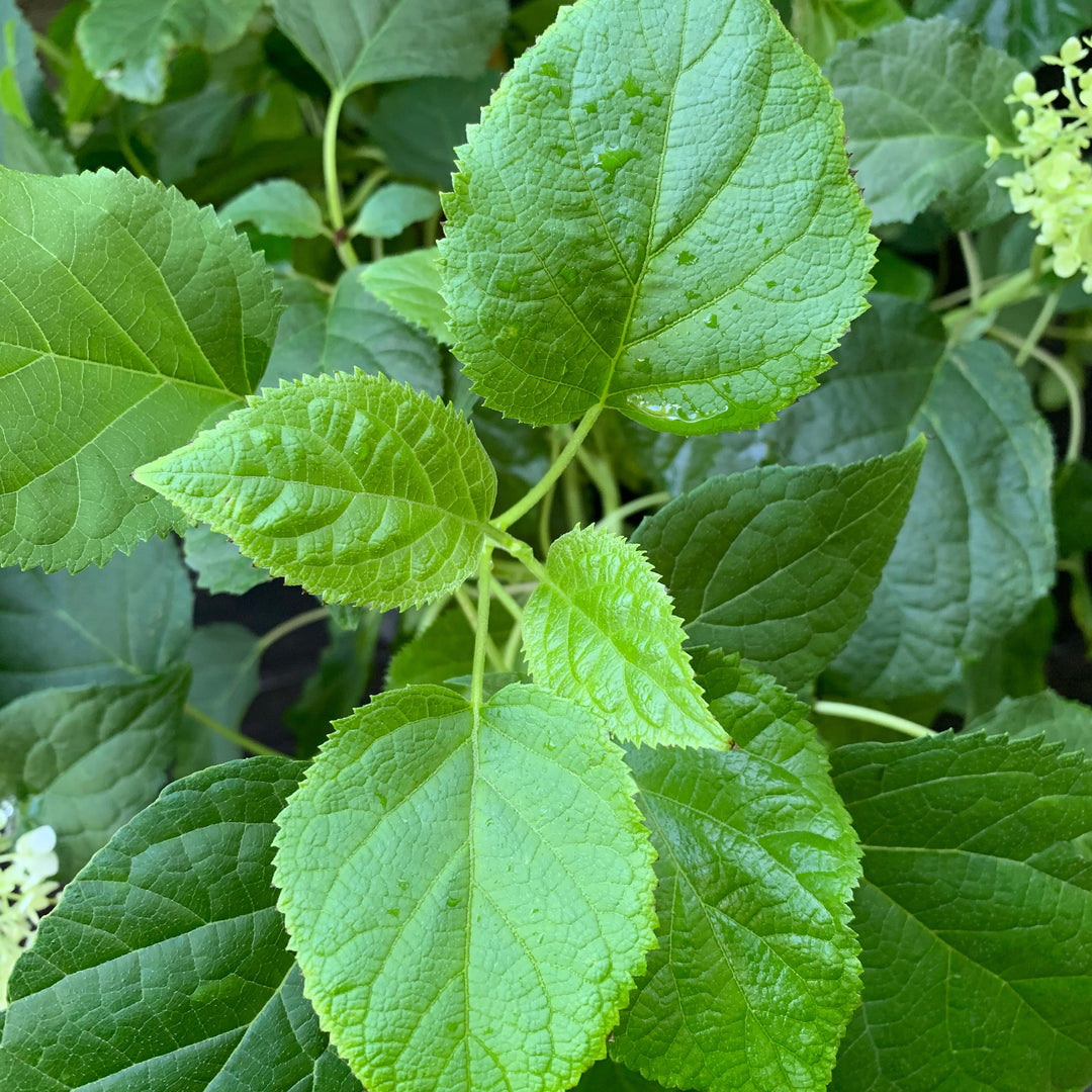 Hydrangea arborescens 'Annabelle' ~ Mophead Hydrangea, Annabelle Hydrangea-ServeScape