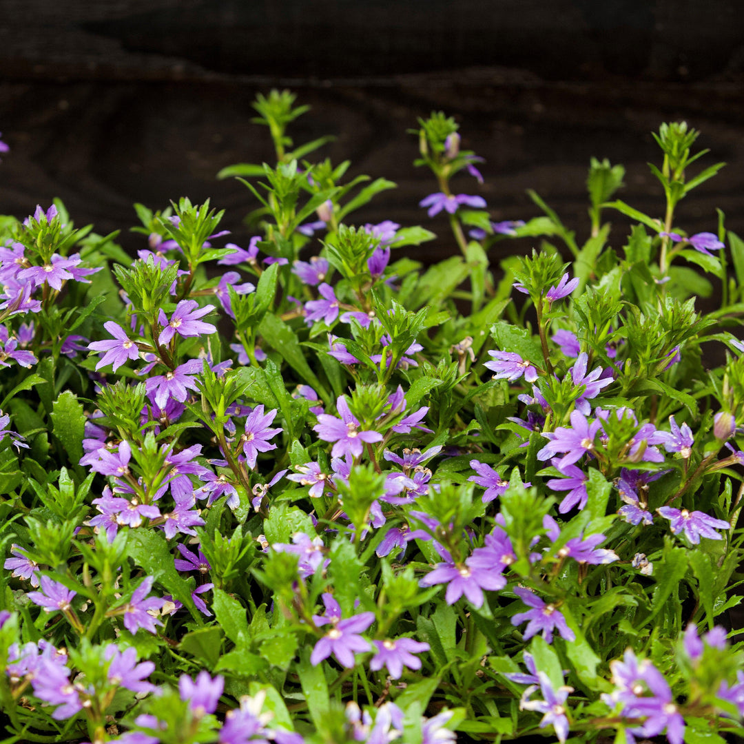 Scaevola aemula 'Bombay Dark Blue' ~ Bombay® Dark Blue Fan Flower-ServeScape