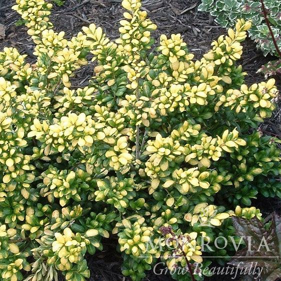 Ilex crenata 'Drops of Gold' ~ Monrovia® Drops of Gold Japanese Holly-ServeScape