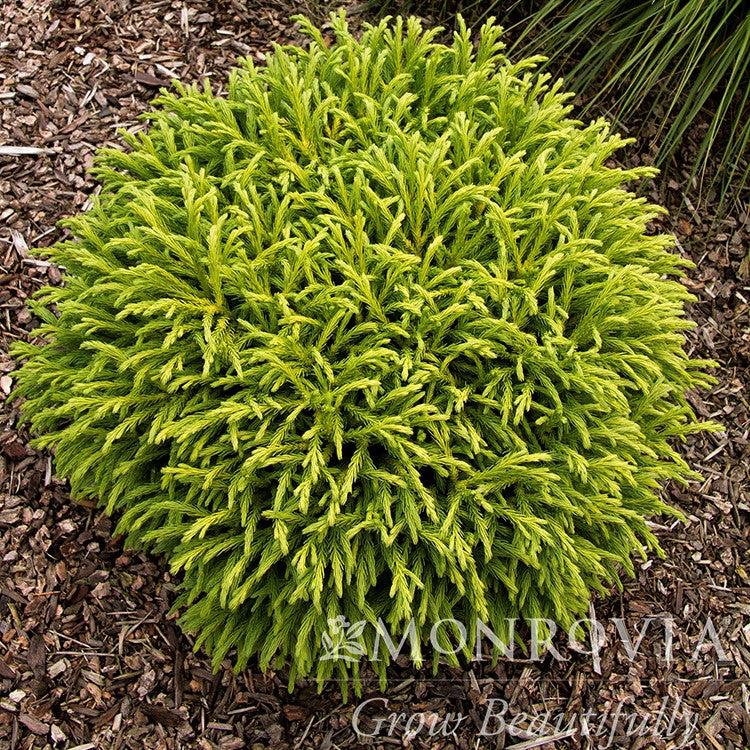 Cryptomeria japonica 'Globosa Nana' ~ Monrovia® Dwarf Japanese Cedar-ServeScape