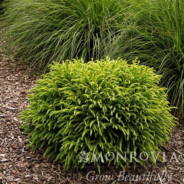 Cryptomeria japonica 'Globosa Nana' ~ Monrovia® Dwarf Japanese Cedar-ServeScape
