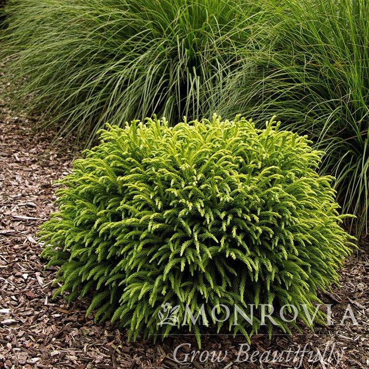 Cryptomeria japonica 'Globosa Nana' ~ Monrovia® Dwarf Japanese Cedar-ServeScape