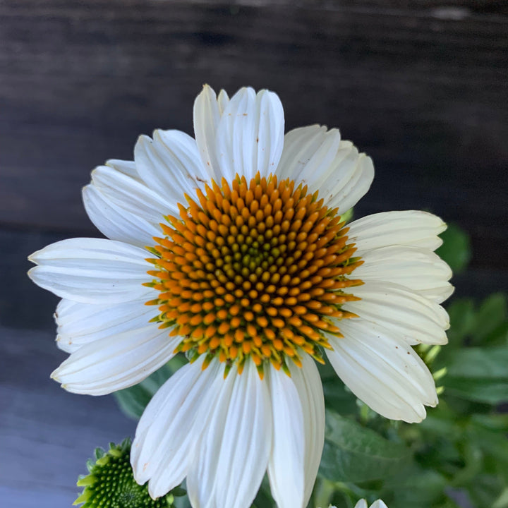 Echinacea purpurea 'PowWow White' ~ PowWow® White Echinacea, Coneflower-ServeScape