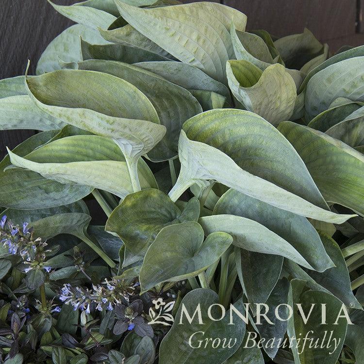 Hosta x 'Abiqua Drinking Gourd' ~ Monrovia® Abiqua Drinking Gourd Hosta-ServeScape