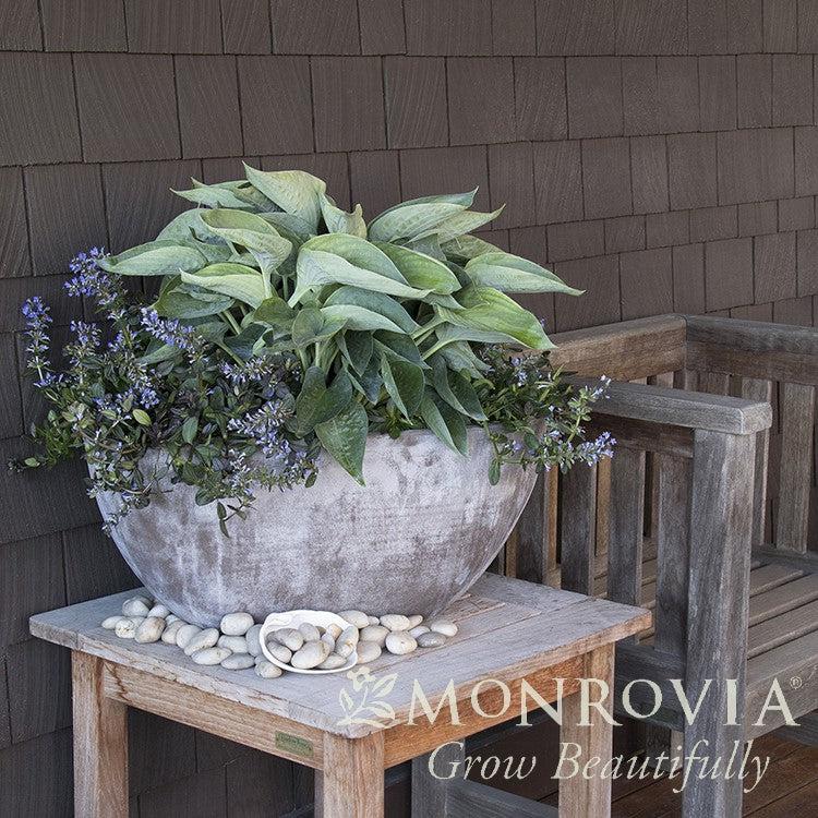 Hosta x 'Abiqua Drinking Gourd' ~ Monrovia® Abiqua Drinking Gourd Hosta-ServeScape