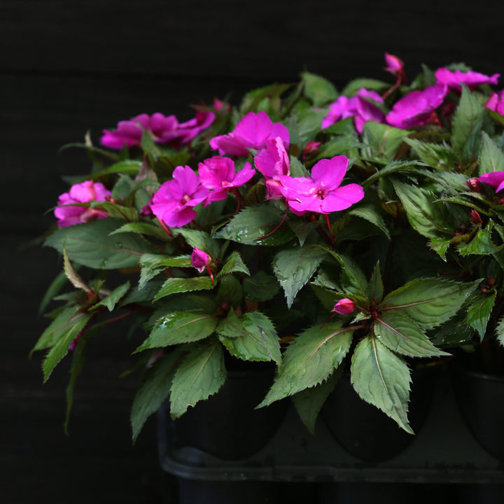 Impatiens walleriana 'XDR Purple' ~ Imara™ XDR Purple Impatiens-ServeScape
