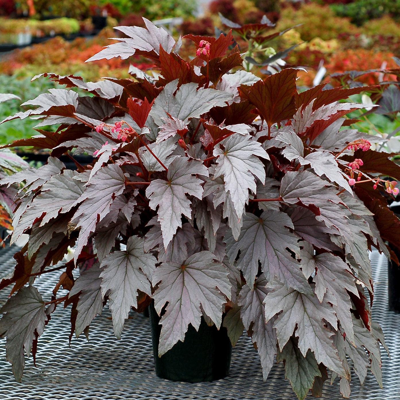 Begonia 'Silver Bells' ~ Monrovia® Holiday™ Silver Bells Begonia-ServeScape