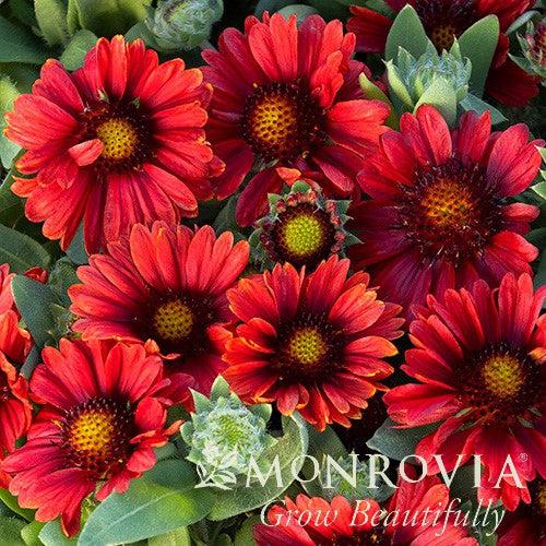 Gaillardia aristata 'Barbican Red' ~ Monrovia® Barbican™ Red Blanket Flower-ServeScape