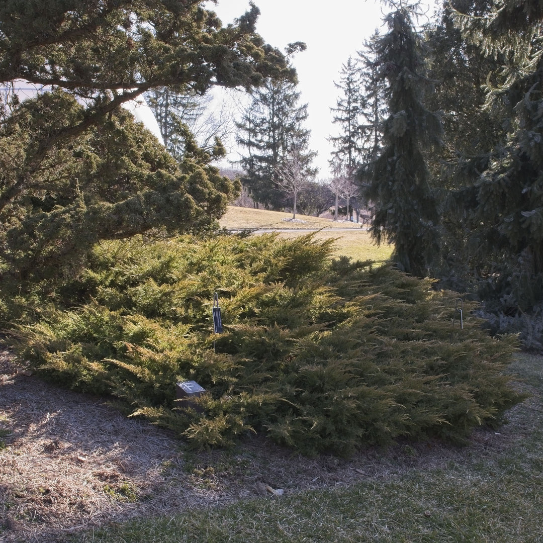 juniperus x media 'Daub's Frosted' ~ Daub's Frosted Pfitzer Juniper-ServeScape