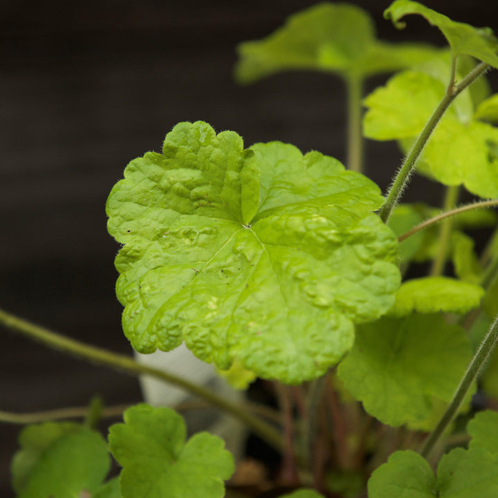 Heuchera 'Pistachio Ambrosia' ~ Primo® Pistachio Ambrosia Heuchera-ServeScape