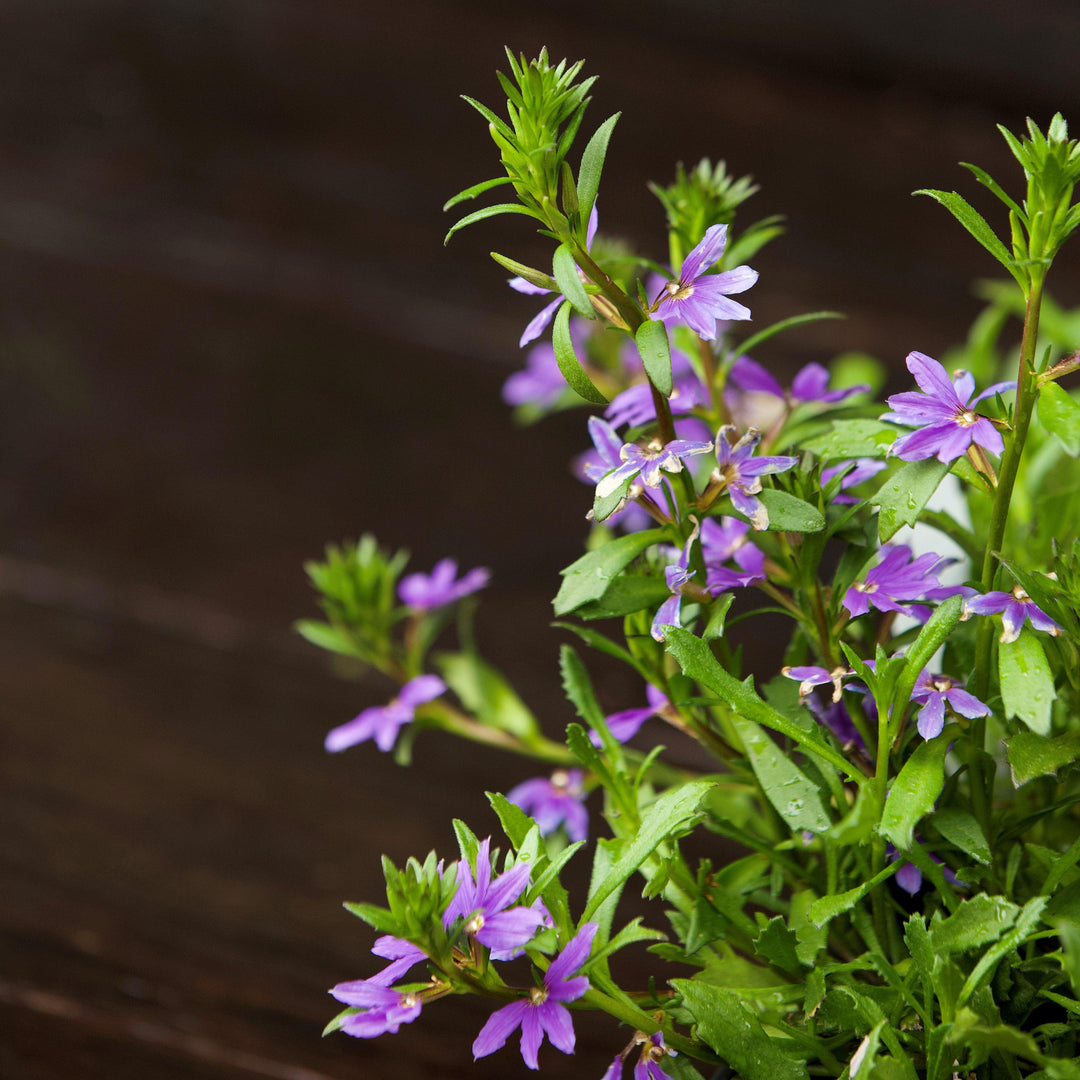 Scaevola aemula 'Bombay Dark Blue' ~ Bombay® Dark Blue Fan Flower-ServeScape