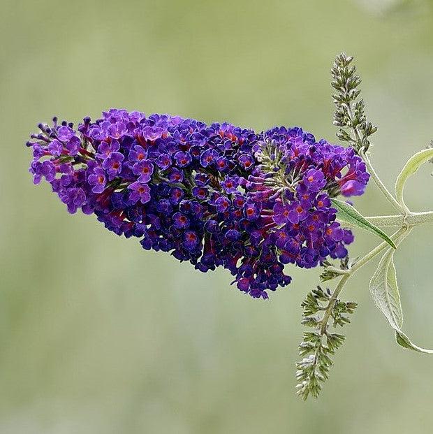 Buddleia davidii 'Summer Bird Midnight Blue' ~ Monrovia® Summer Bird® Midnight Blue Butterfly Bush-ServeScape