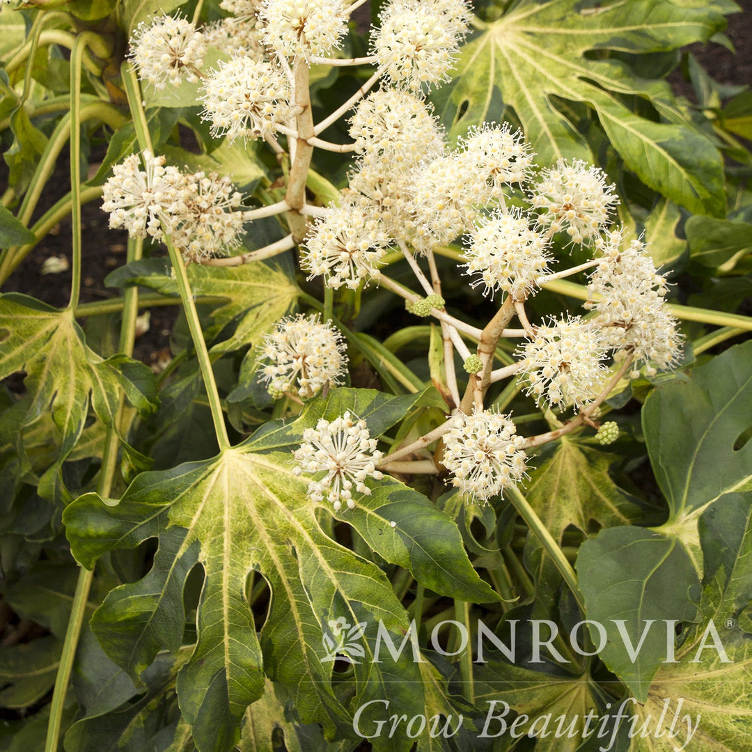 Fatsia japonica 'Camouflage' ~ Monrovia® Camouflage® Variegated Japanese Aralia-ServeScape