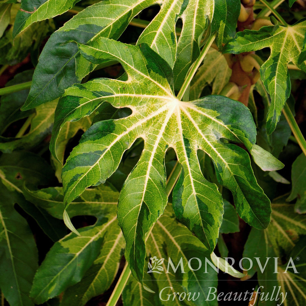 Fatsia japonica 'Camouflage' ~ Monrovia® Camouflage® Variegated Japanese Aralia-ServeScape