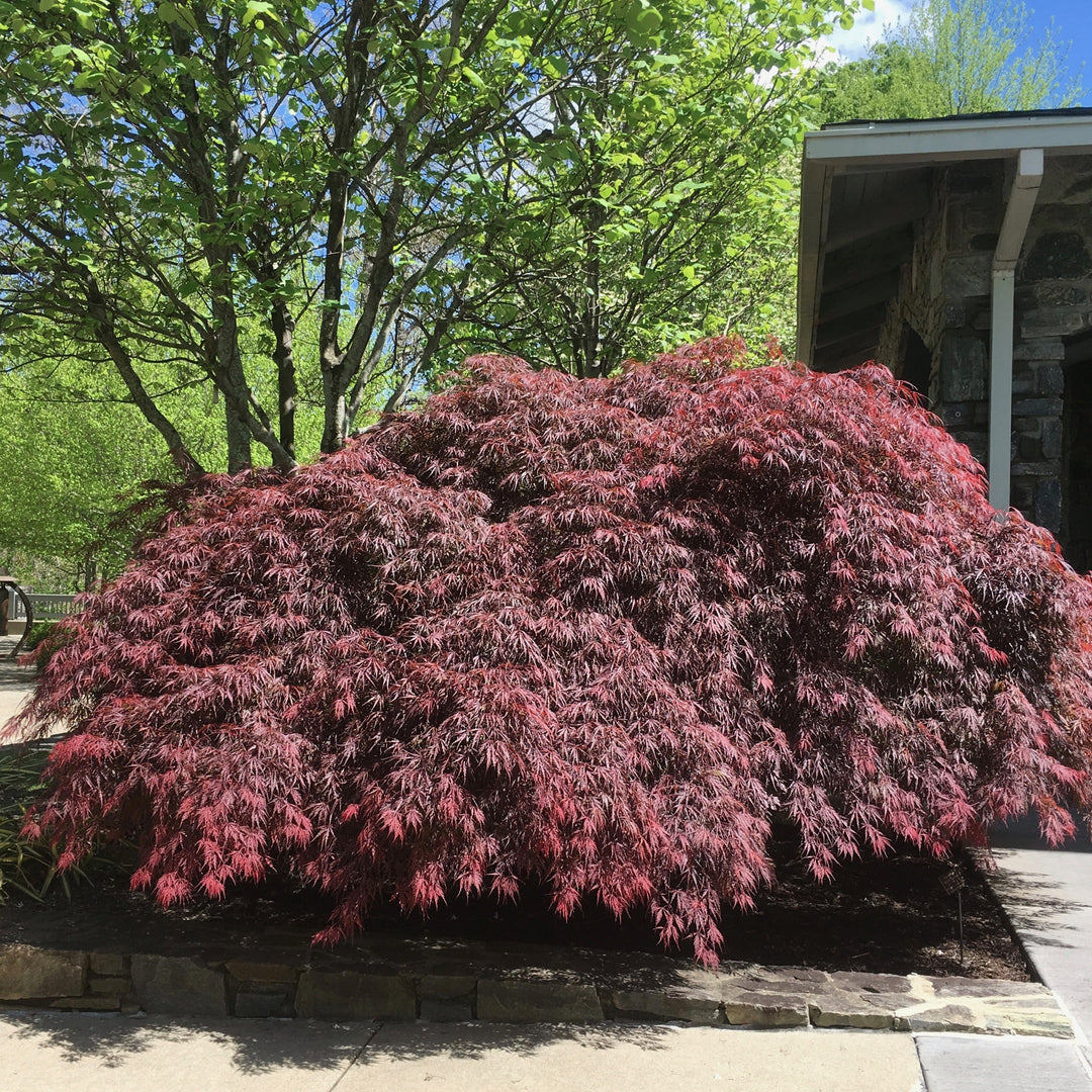 Acer palmatum var. dissectum 'Tamukeyama' ~ Tamukeyama Japanese Maple-ServeScape