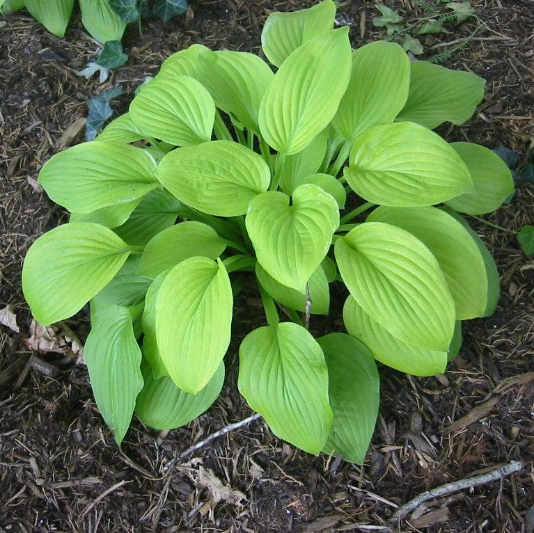 Hosta 'August Moon' ~ Monrovia® August Moon Hosta-ServeScape