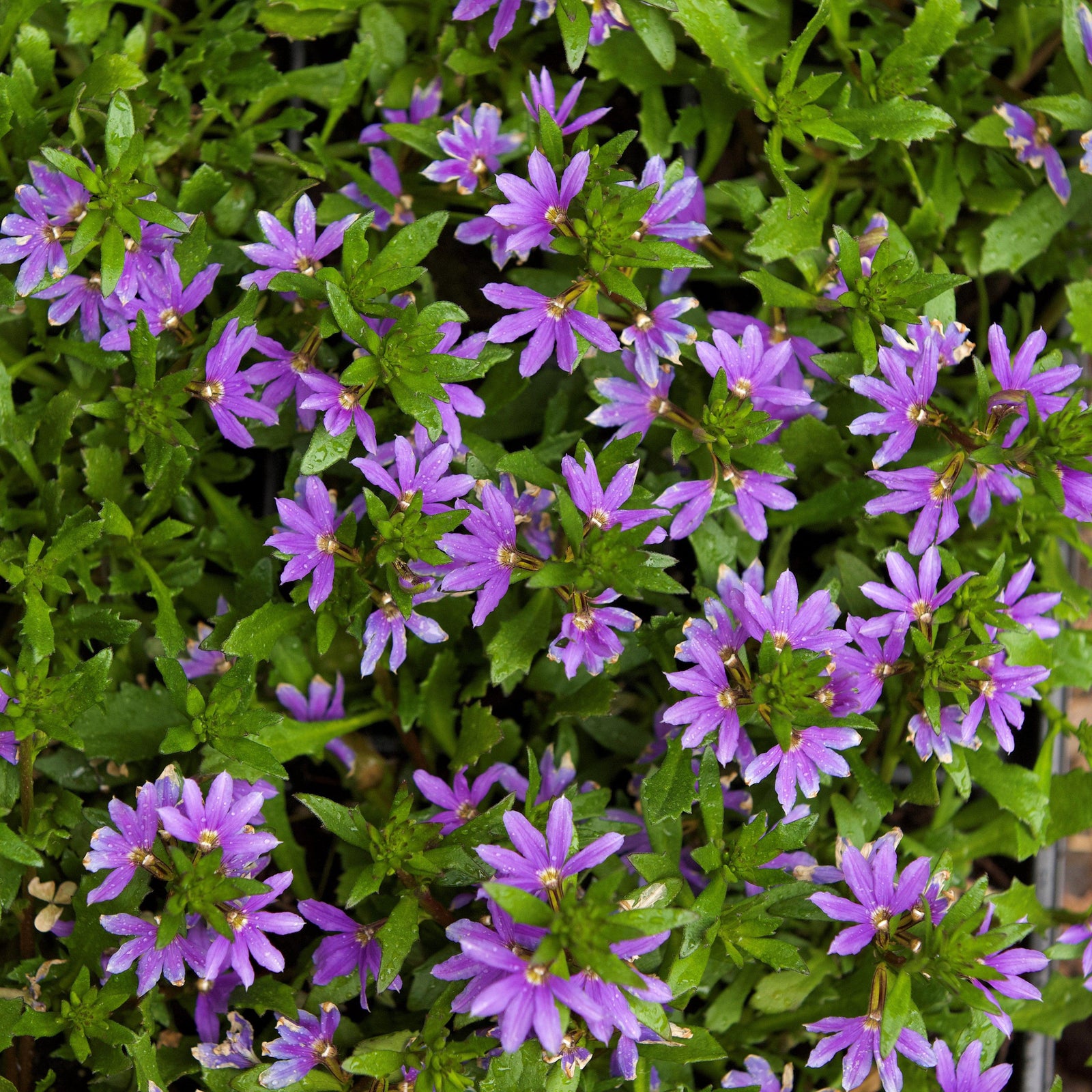 Scaevola aemula 'Bombay Dark Blue' ~ Bombay® Dark Blue Fan Flower-ServeScape