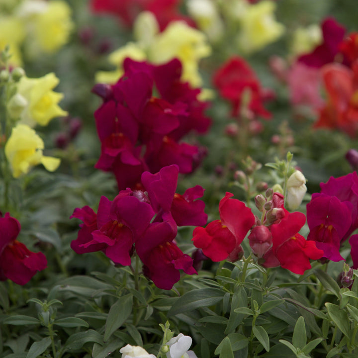 Antirrhinum majus 'Candy Showers Mix' ~ Candy Showers™ Mix Snapdragon-ServeScape