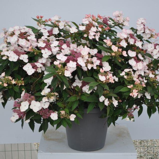 Hydrangea macrophylla 'Game Changer Picotee' ~ Game Changer® Picotee Hydrangea-ServeScape