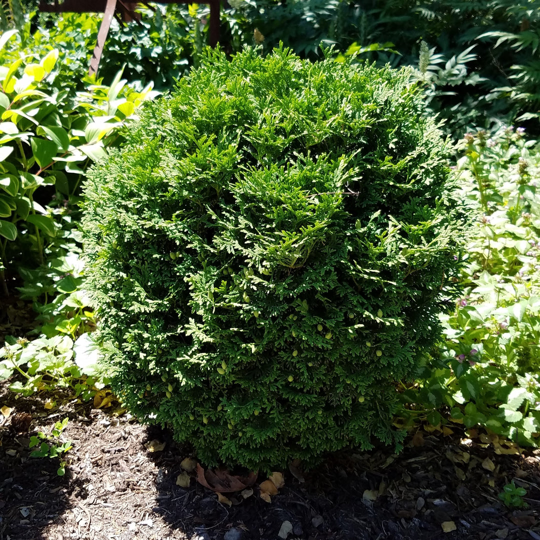 Thuja occidentalis 'Hetz Midget' ~ Hetz Midget Arborvitae-ServeScape