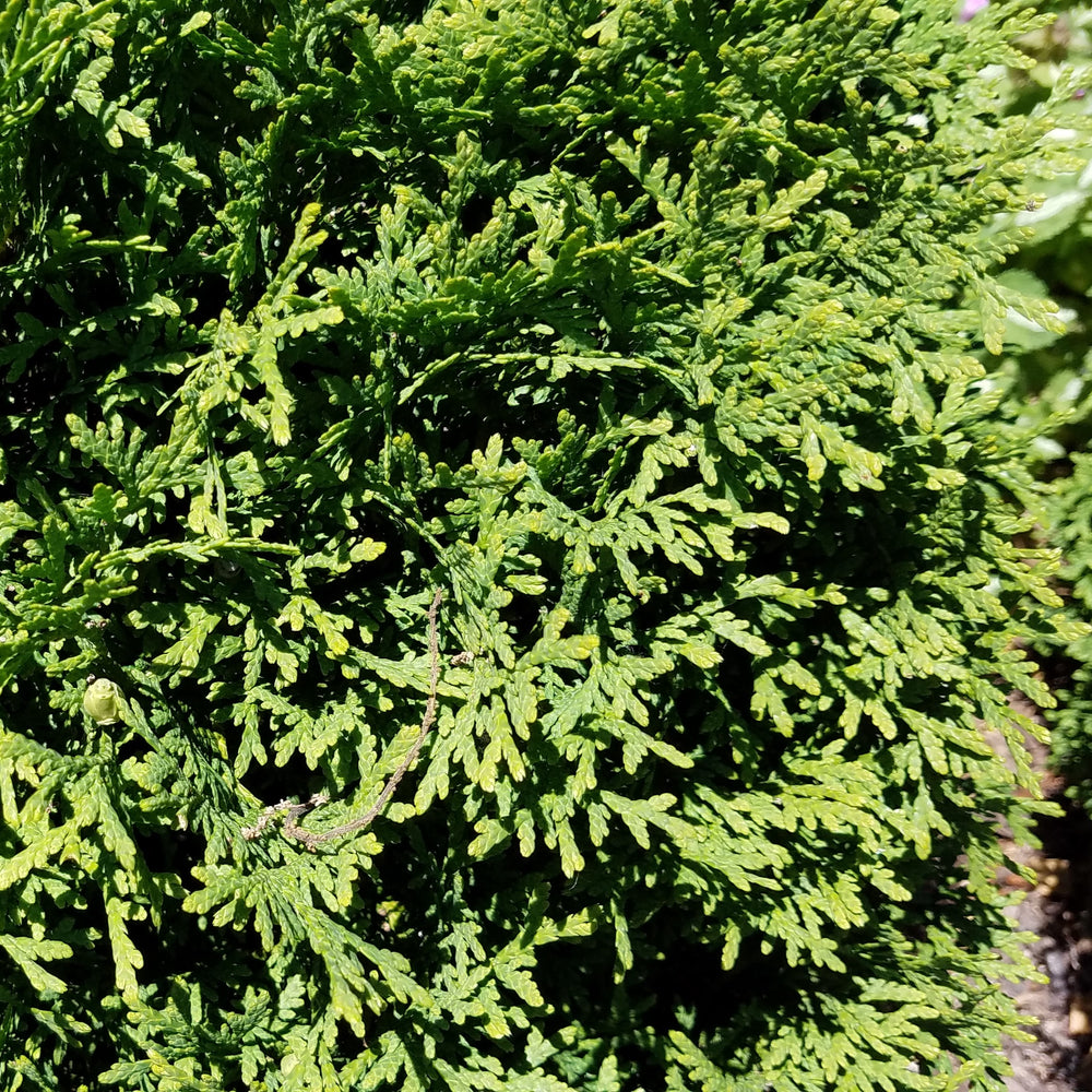 Thuja occidentalis 'Hetz Midget' ~ Hetz Midget Arborvitae-ServeScape