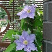 Clematis 'Will Goodwin' ~ Will Goodwin Clematis-ServeScape