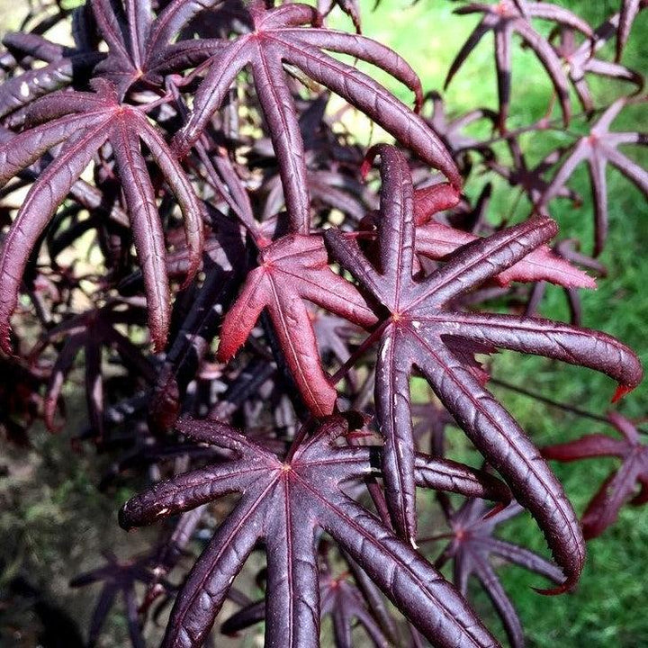 Acer palmatum 'Peve Starfish' ~ Peve Starfish Japanese Maple-ServeScape