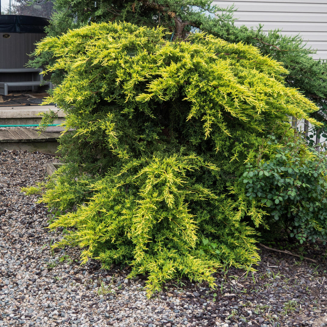 juniperus x media 'Daub's Frosted' ~ Daub's Frosted Pfitzer Juniper-ServeScape