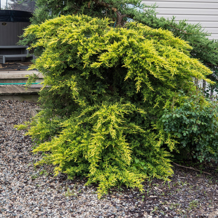 juniperus x media 'Daub's Frosted' ~ Daub's Frosted Pfitzer Juniper-ServeScape