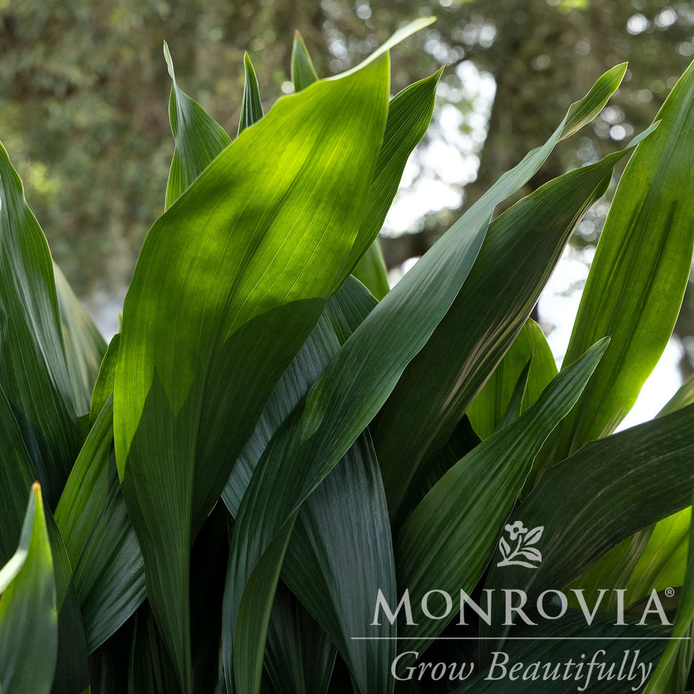 Aspidistra elatior ~ Monrovia® Cast Iron Plant-ServeScape