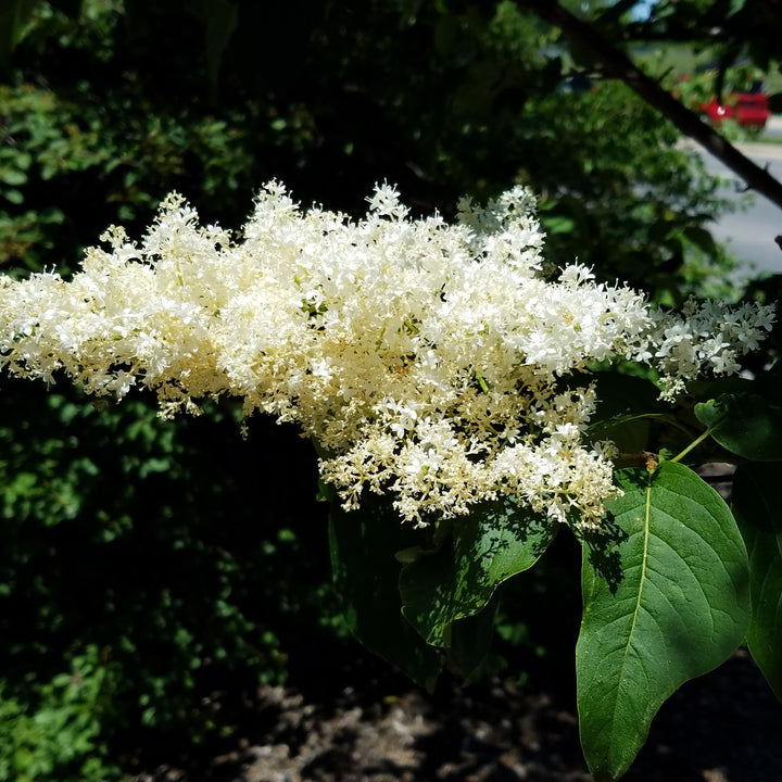 Syringa reticulata 'Ivory Silk'~ Ivory Silk Japanese Tree Lilac-ServeScape