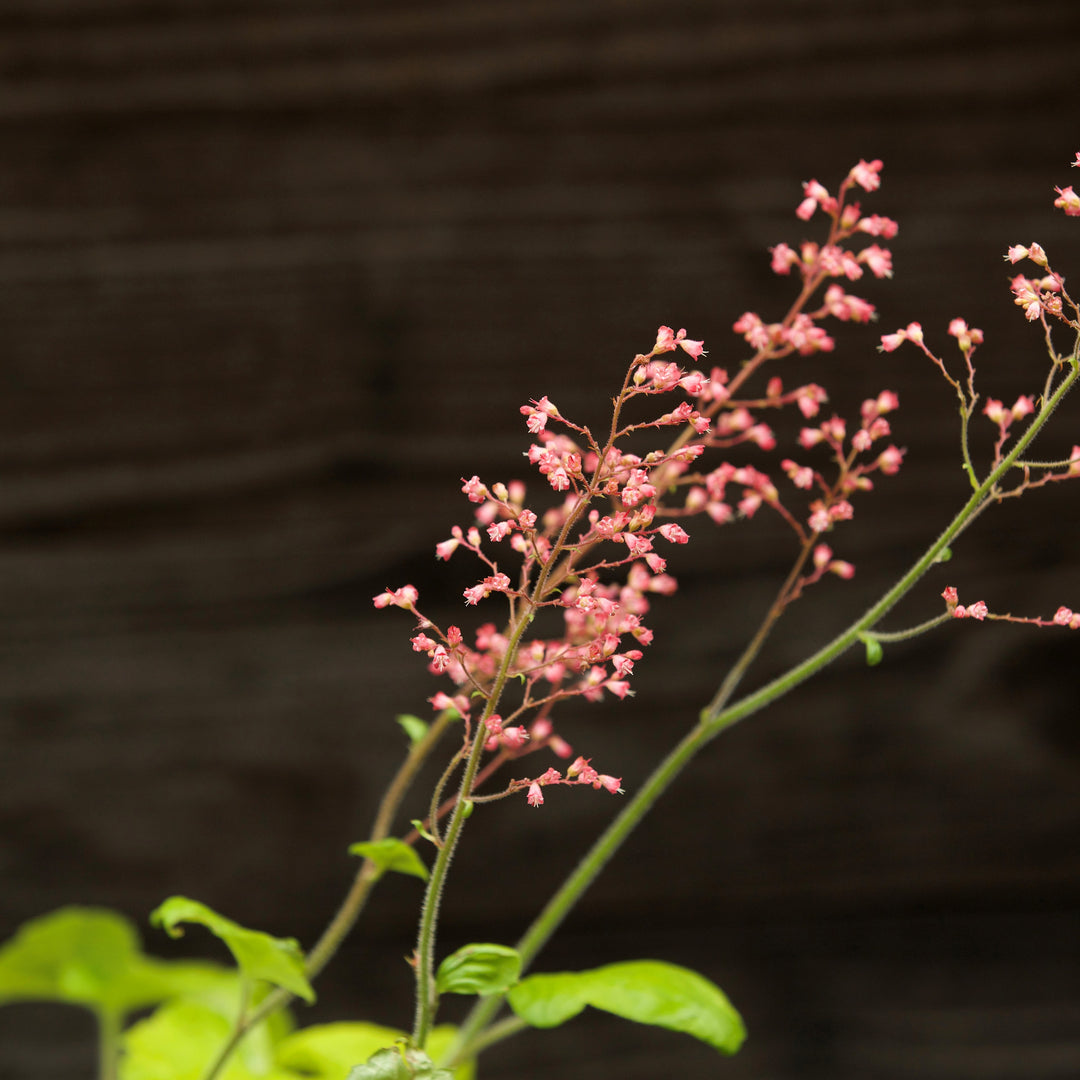 Heuchera 'Pistachio Ambrosia' ~ Primo® Pistachio Ambrosia Heuchera-ServeScape