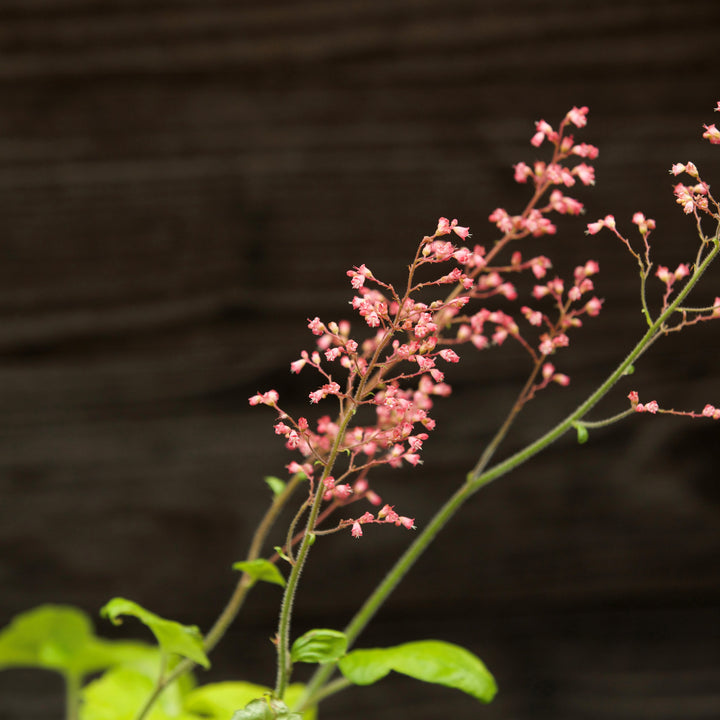 Heuchera 'Pistachio Ambrosia' ~ Primo® Pistachio Ambrosia Heuchera-ServeScape