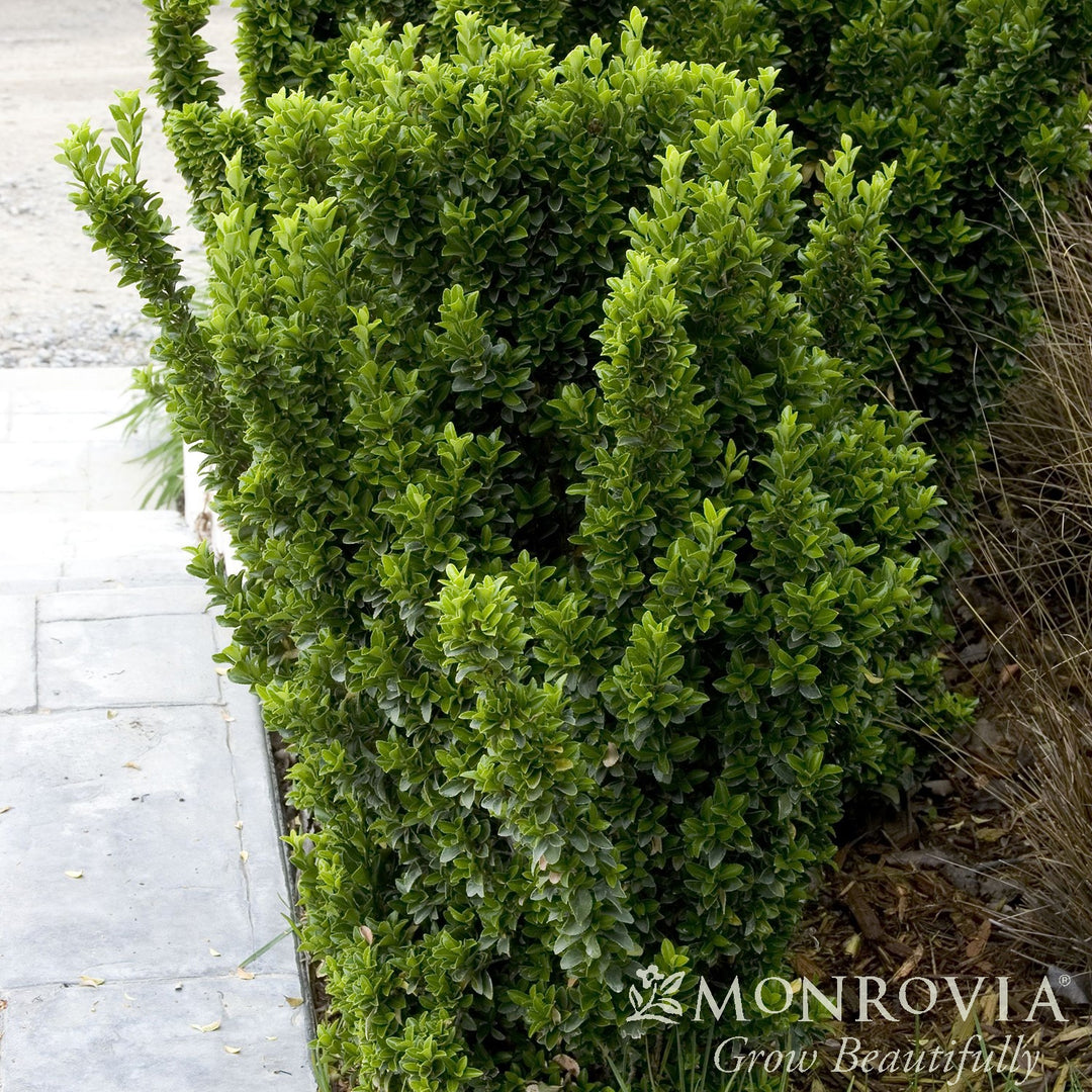 Euonymus japonicus 'Green Spire' ~ Monrovia® Green Spire Euonymus-ServeScape