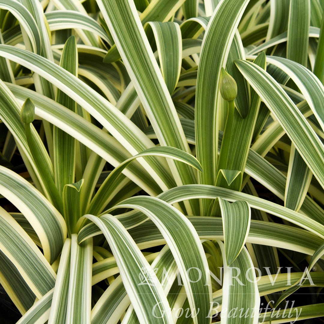 Agapanthus africanus 'MonKageyama' ~ Monrovia® Sun Stripe® Agapanthus-ServeScape