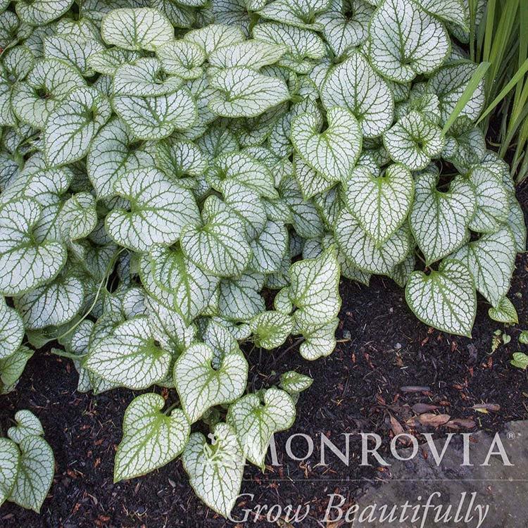 Brunnera macrophylla 'Jack Frost' ~ Monrovia® Jack Frost Siberian Bugloss-ServeScape