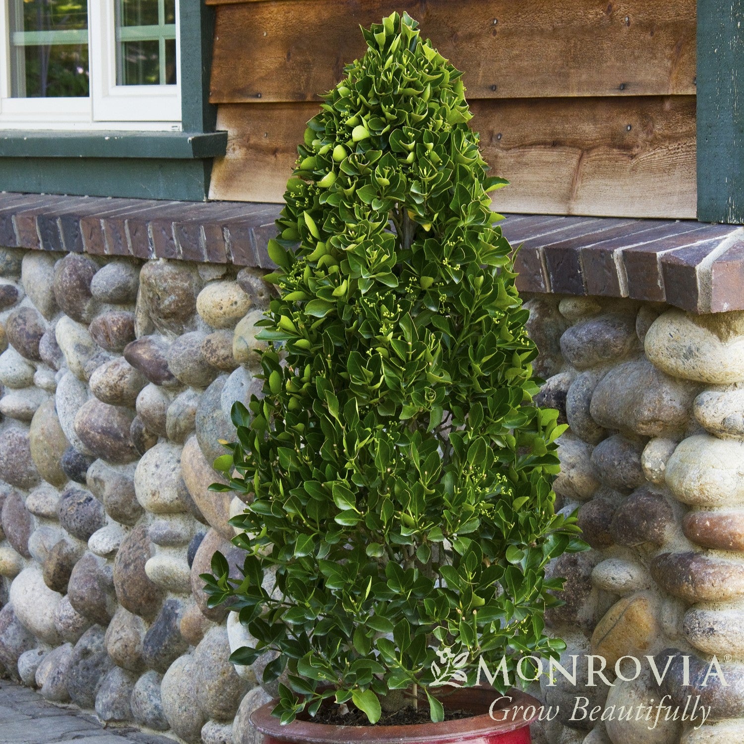 Euonymus kiautschovicus 'Manhattan' ~ Monrovia® Manhattan Euonymus-ServeScape